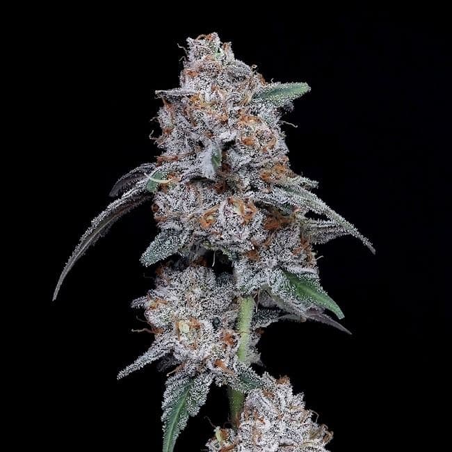 The Big Mac Auto Feminized Seeds