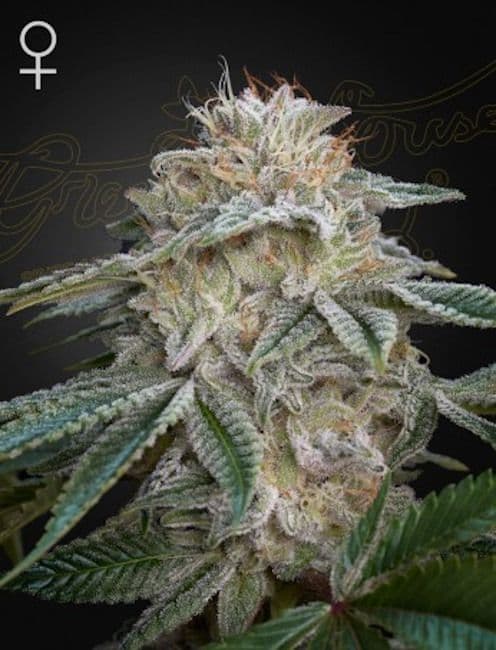Super Banana Mango (SLH x GMO) Feminized Seeds
