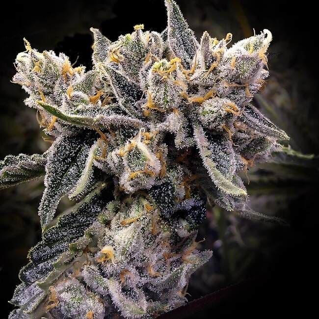 Bruised Bananas Feminized Seeds