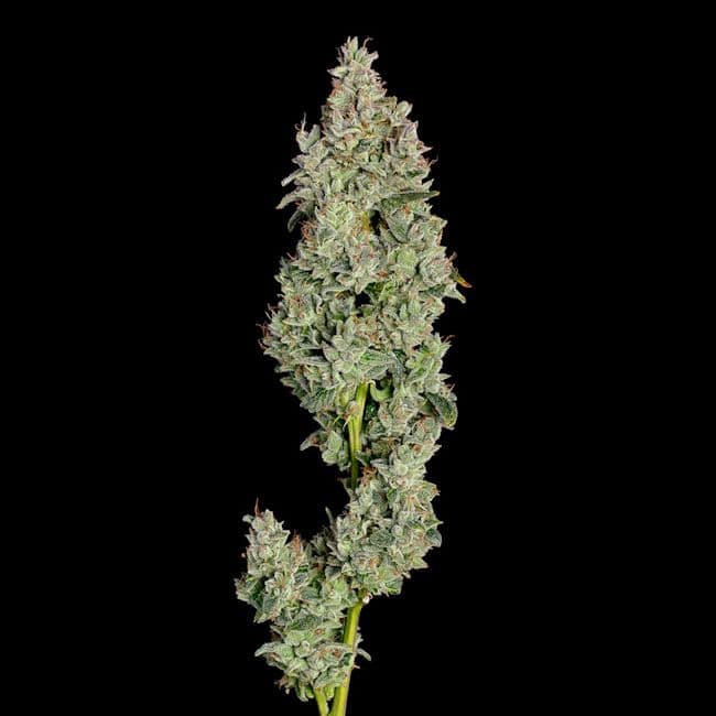 Pineapple Daddy Auto Feminised Seeds