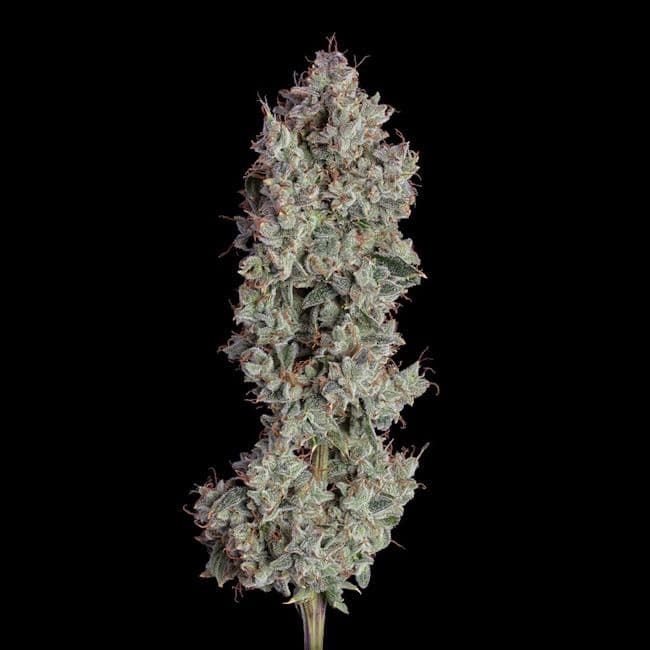 Shortcut Auto Feminised Seeds