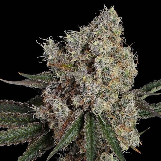 Another Level Feminised Seeds