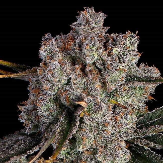 Candy Games #38 Feminised Seeds