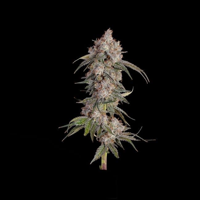Game Over Feminised Seeds