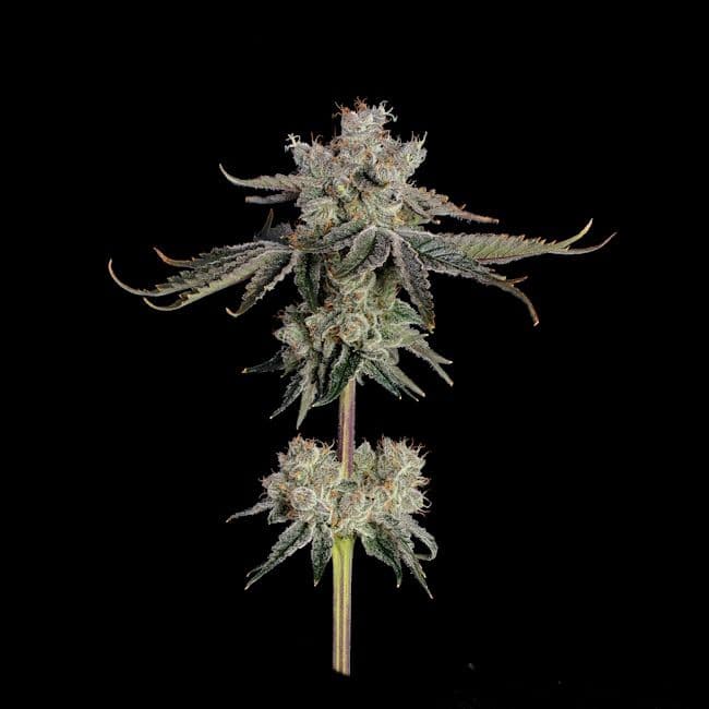 Sweet 16 Feminised Seeds