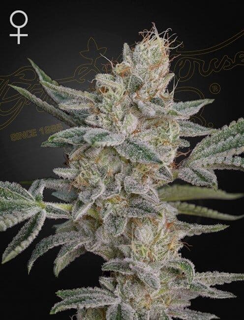 Air Lemon (Super Lemon Haze x RS11) Feminized Seeds
