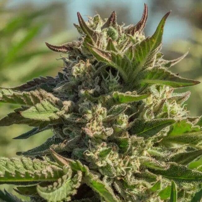 Peanut Butter Souffle Feminized Seeds
