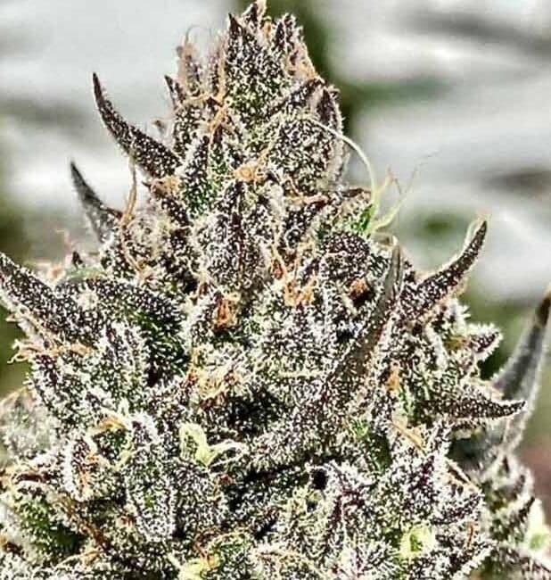 Cheetah the Hut Feminized Seeds