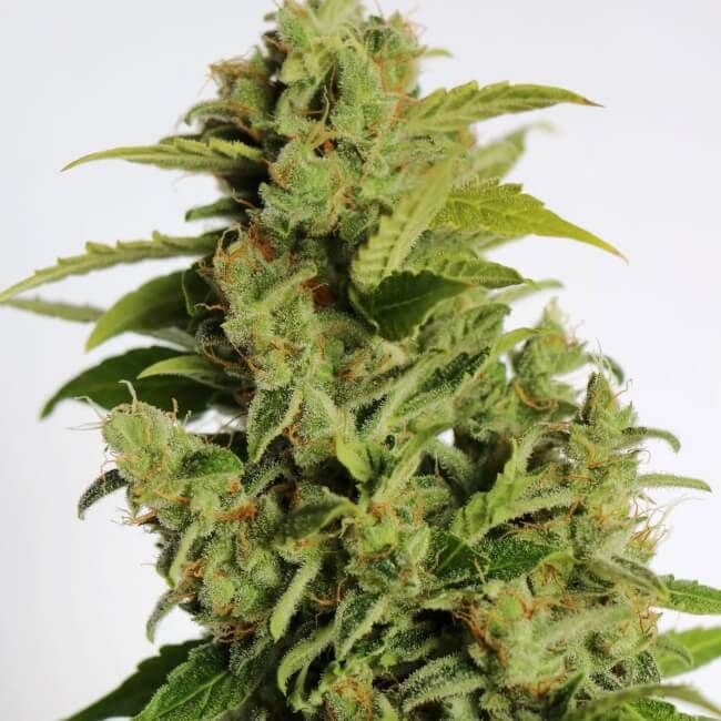 Cherry Bear Kush Auto Feminized Seeds