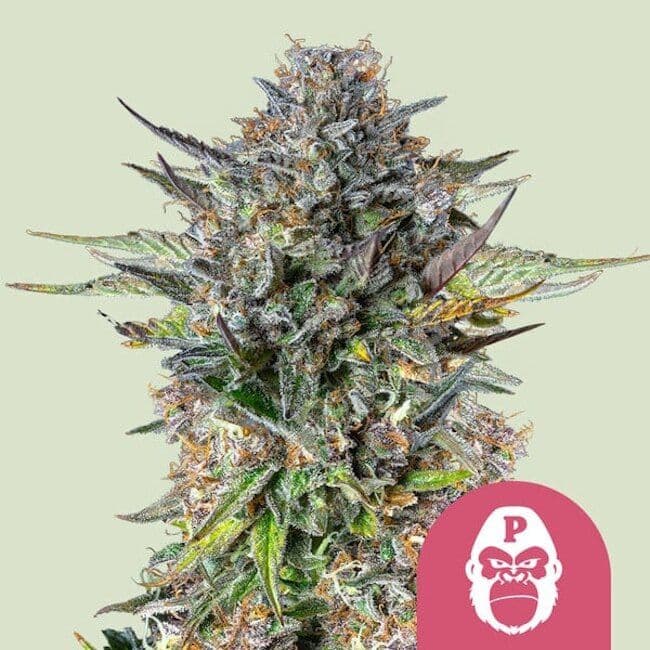 Pink Gorilla Feminised Seeds