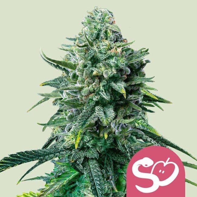 Forbidden Fruit Feminised Seeds