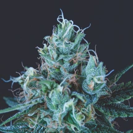 Ice Cream Feminised Seeds