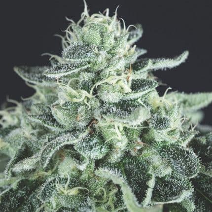 Gelato Feminised Seeds