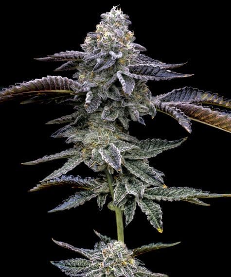 Blue Dream Feminized Seeds