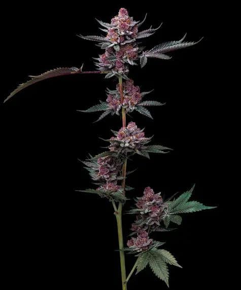 Cherry Poppers feminized seeds