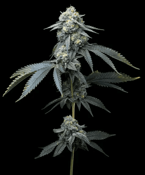 Jealousy Feminized Seeds