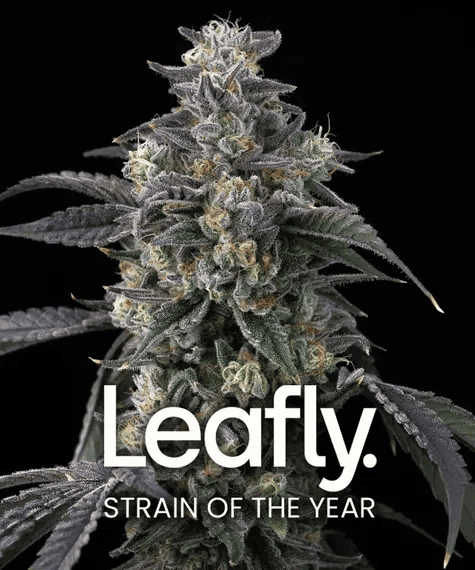 Super Boof Feminized Seeds