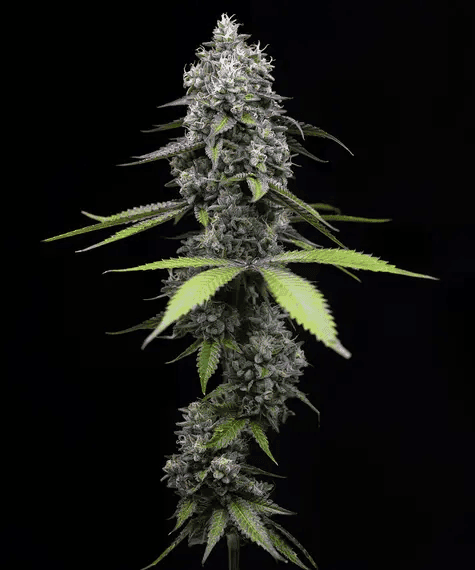 Zoap feminized seeds