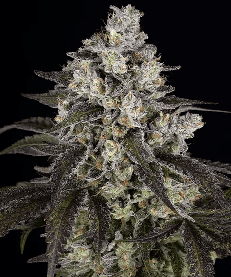 Trainwreck feminized seeds