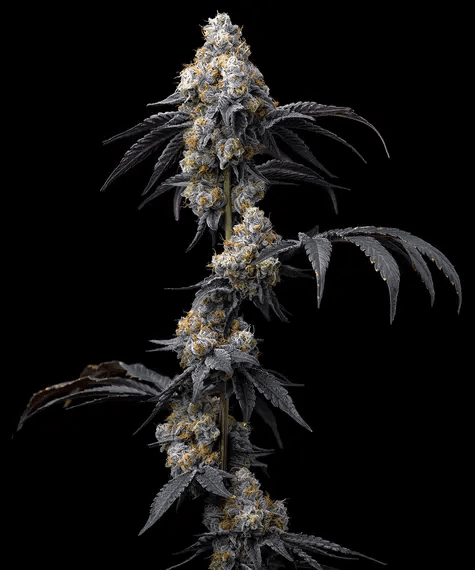 Rainbow Sherbet feminized seeds