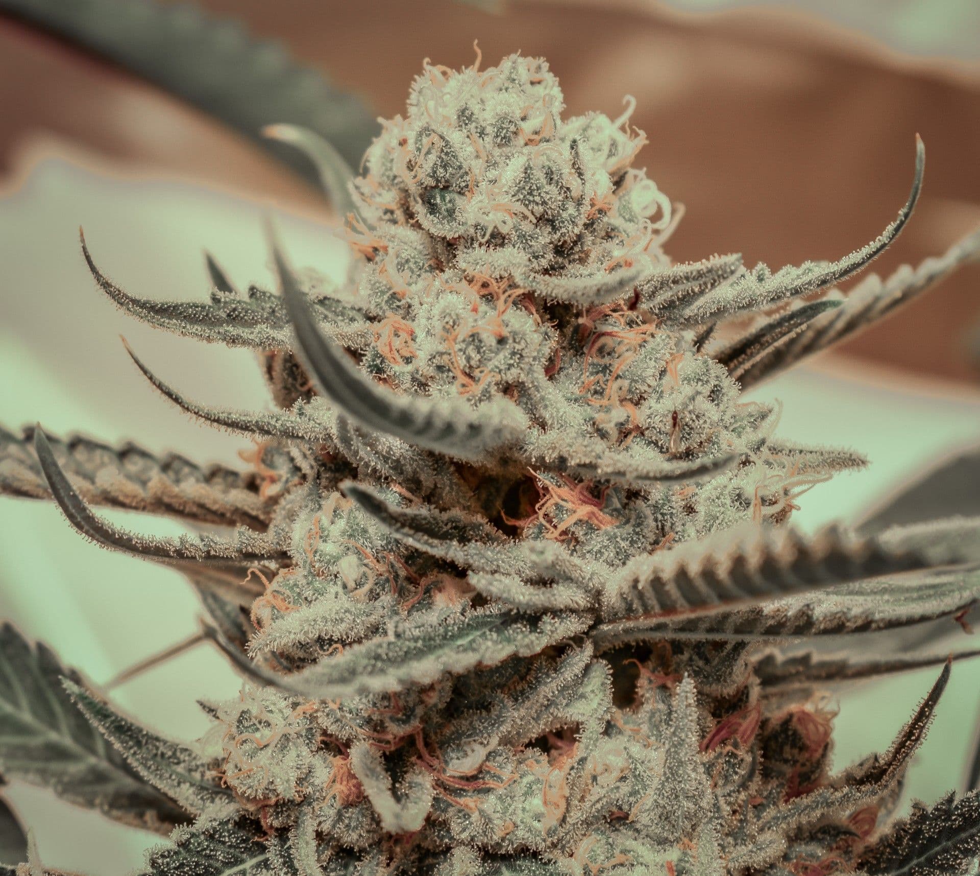 Killer Queen Feminized Seeds