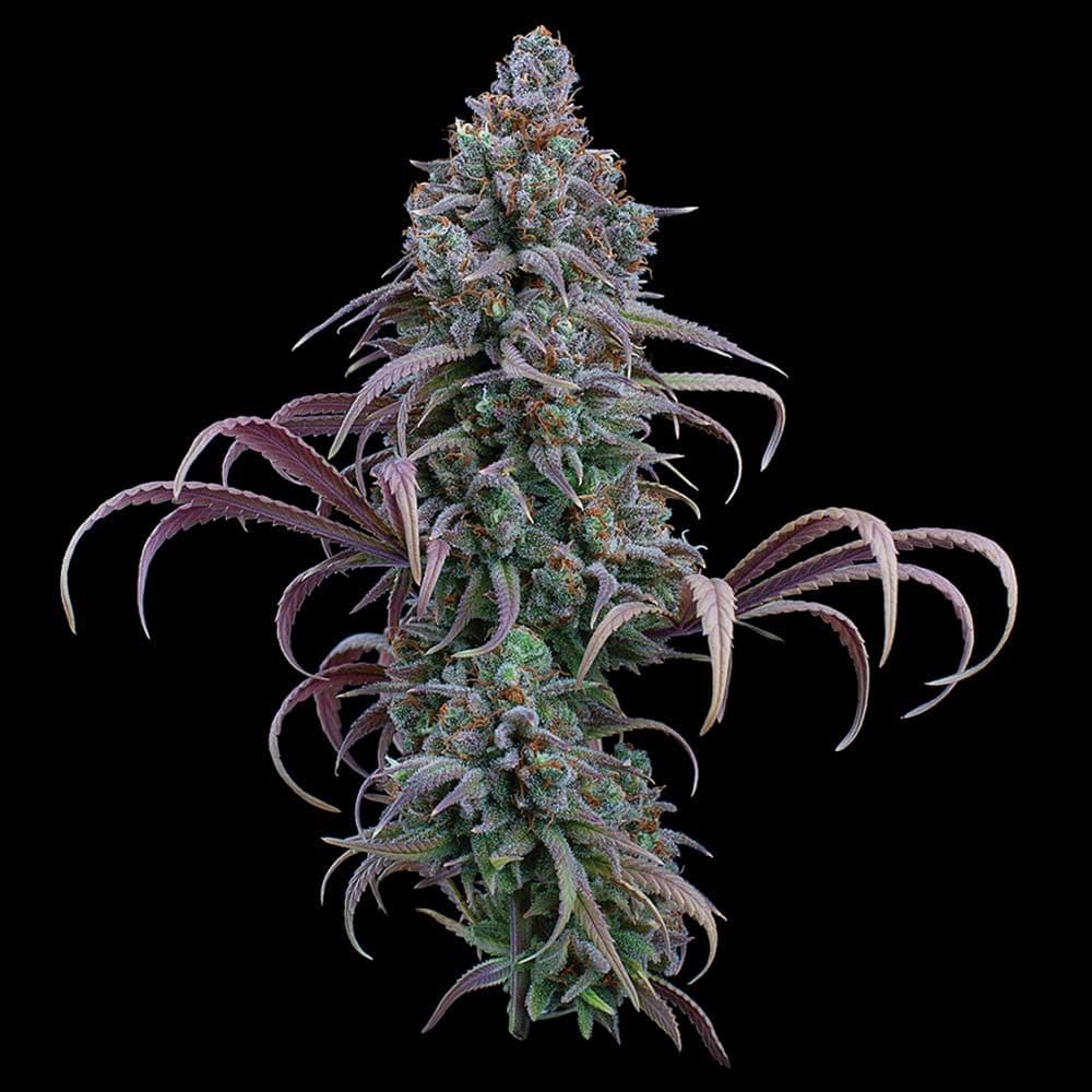 Rosetta Stone Feminized Seeds