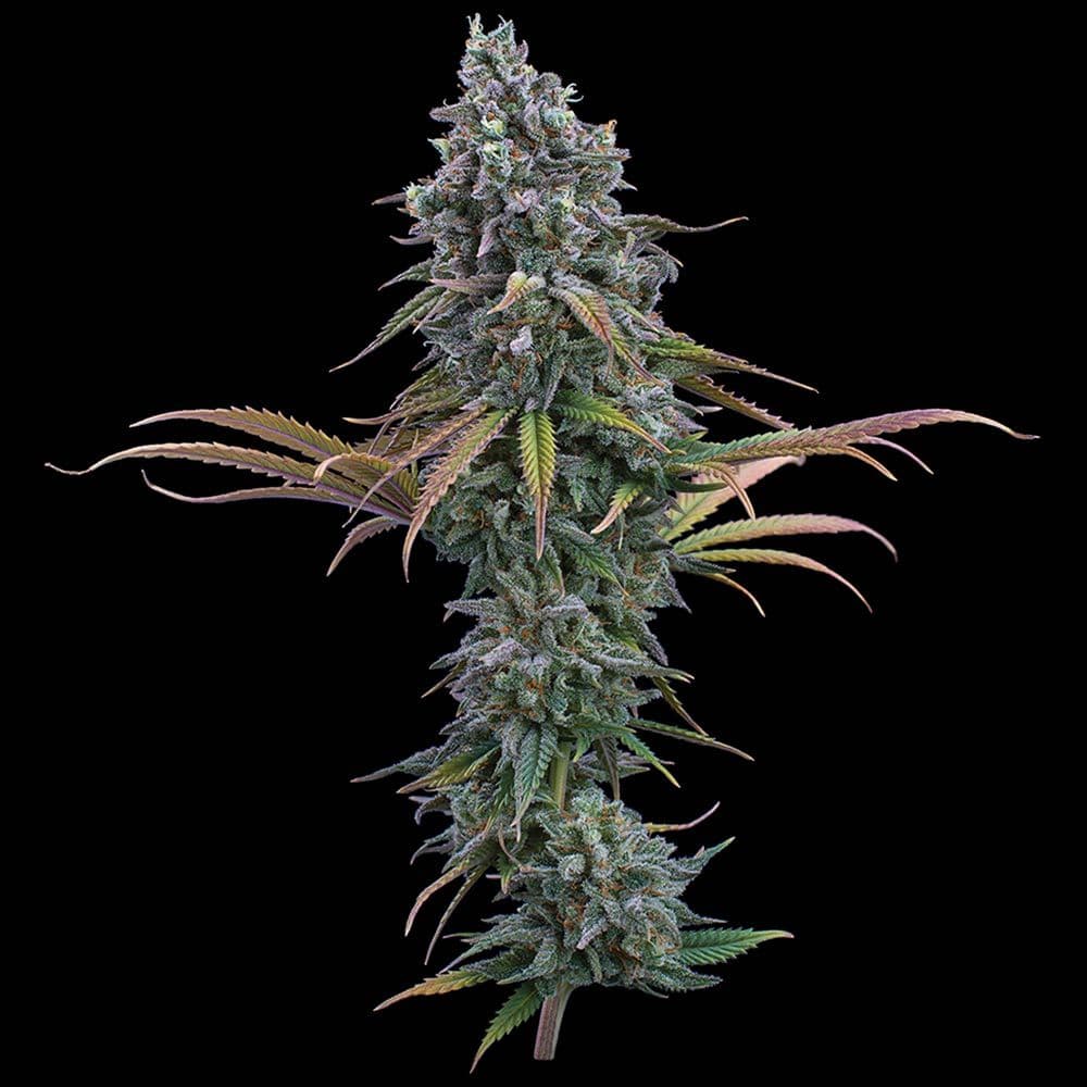 Space Queen Feminized Seeds