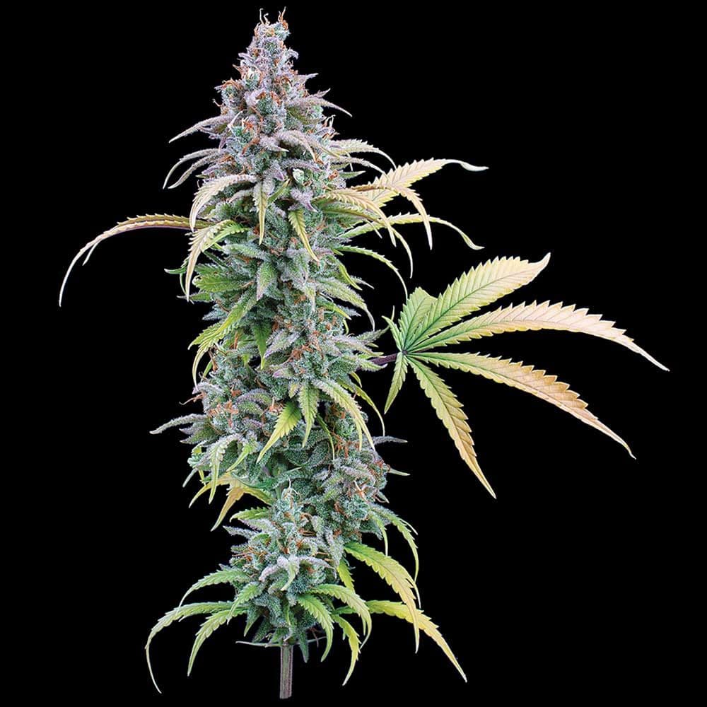 Thai Herer 99 Feminized Seeds