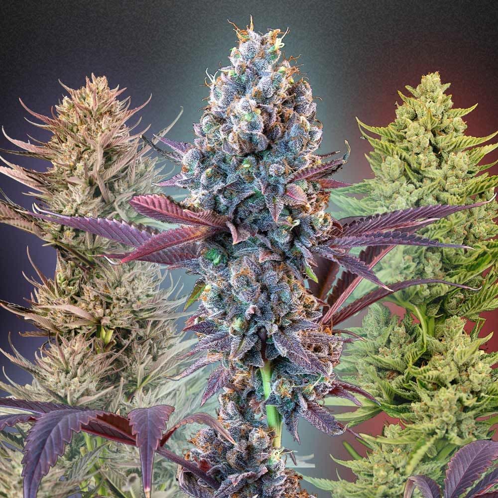 MegaMix Sativa Feminized Seeds