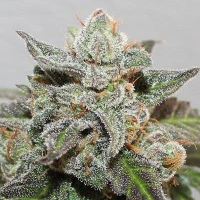 Kalidonia Feminized Seeds