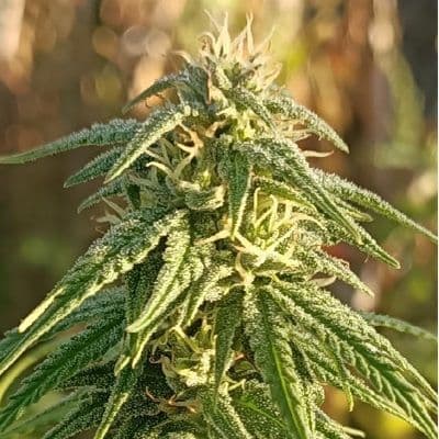 Himalayan Snow Regular Seeds