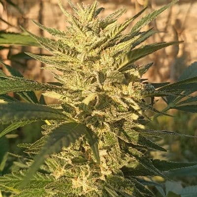 Creeper Gouge Regular Seeds