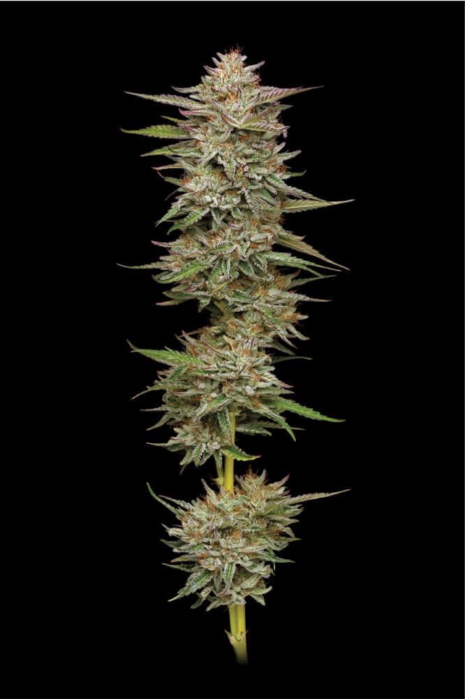 Banana OG Feminized Seeds