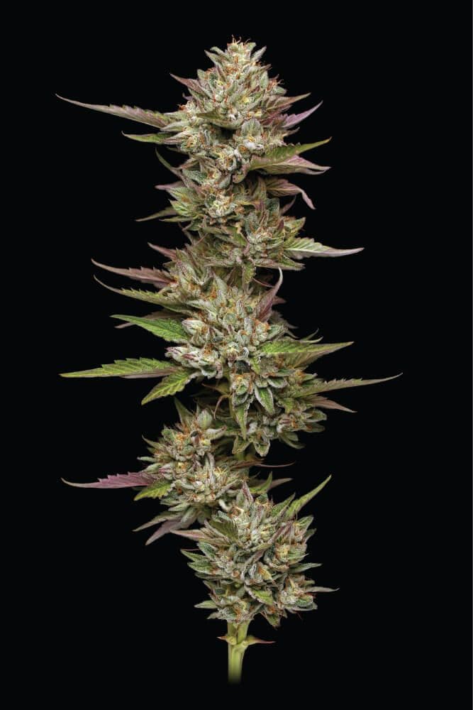 Moon Fog Feminized Seeds