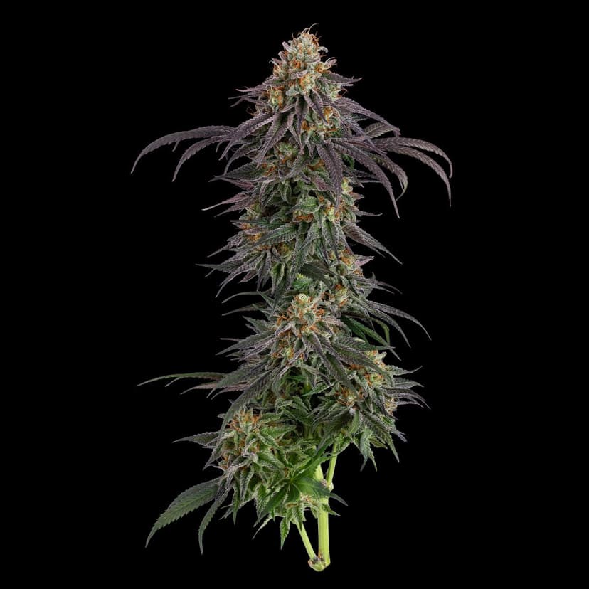 Guava Root GMO Feminized Seeds