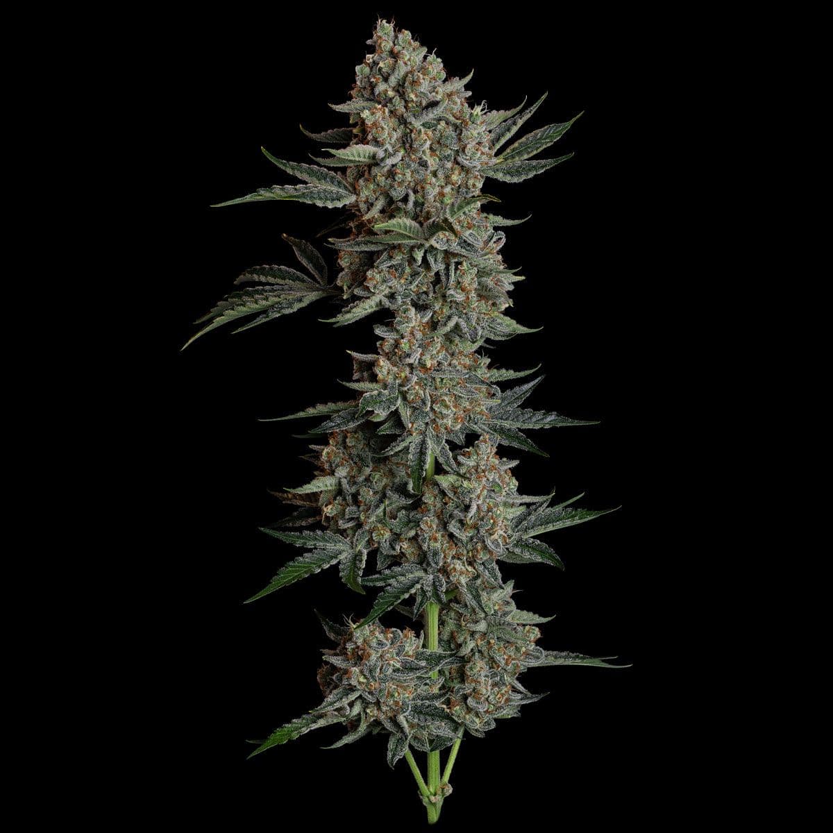 Gelato 41 BX Auto Feminized Seeds