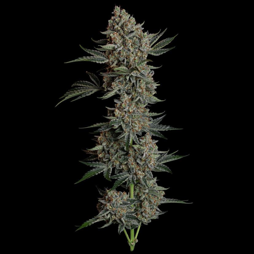 Gelato 41 BX Auto Feminized Seeds