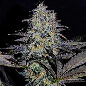 Magnetic Marker Feminized Seeds