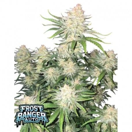 Frost Banger Auto Feminized Seeds