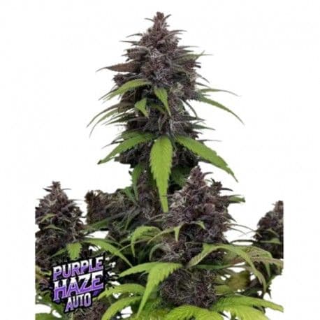 Purple Haze Auto Feminized Seeds