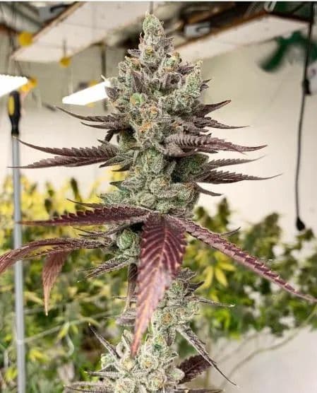 Bluenana Feminized Seeds