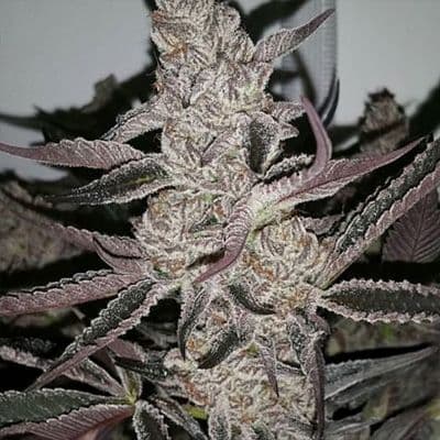 Crystal Cookies V2 Feminized Seeds
