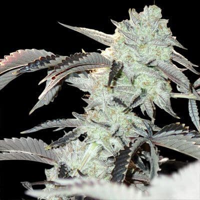 Frozen Gelato Feminized Seeds