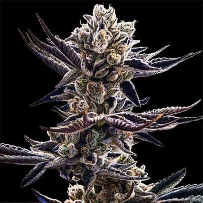 Platinum Kush Breath Feminized Seeds