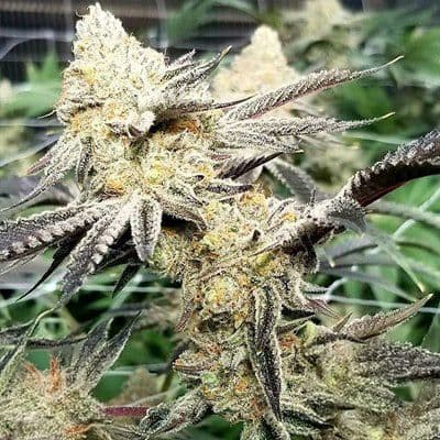 Platinum Scout V2 Feminized Seeds
