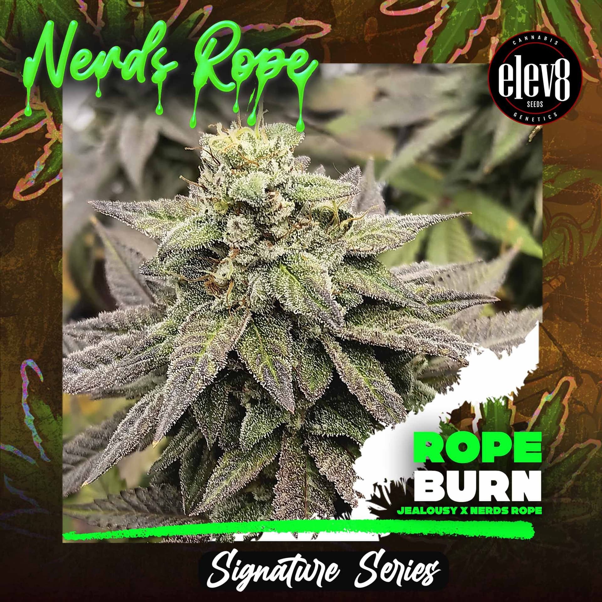 Rope Burn Feminised Seeds