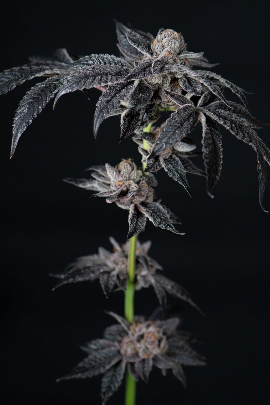 Inked Up Cherries Feminised Seeds
