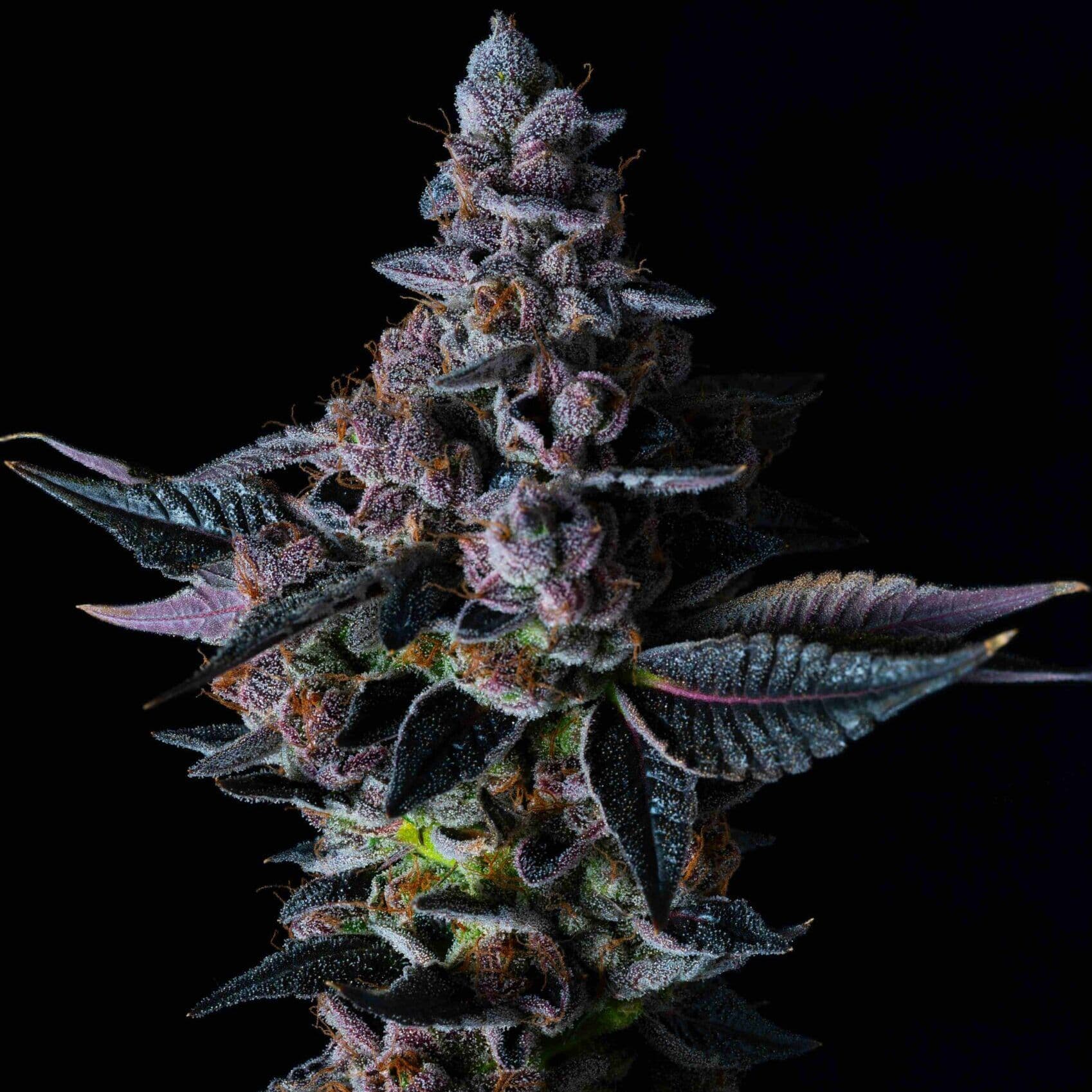 Permanent Pounder Feminised Seeds