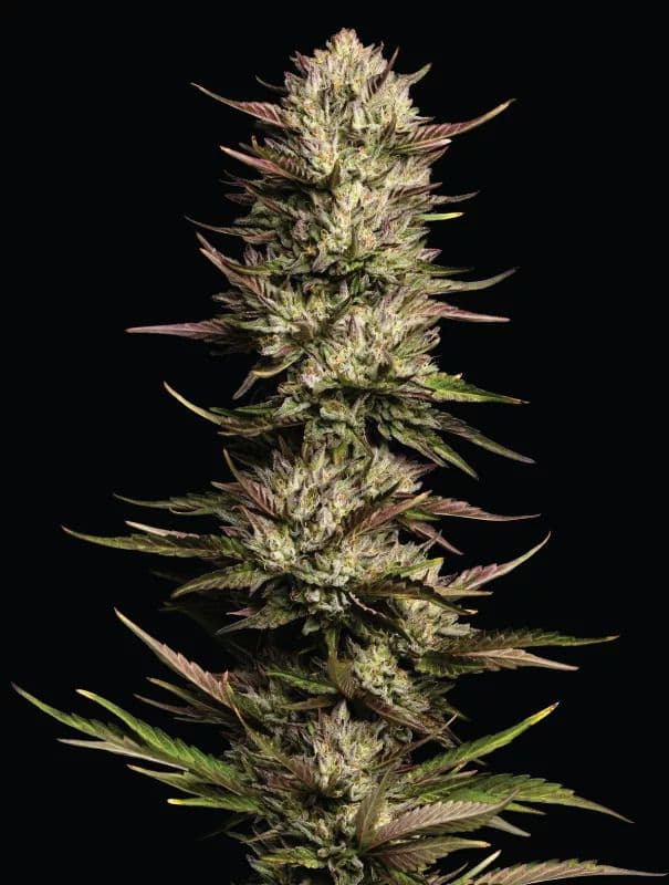 California Octane Triploid Feminized Seeds