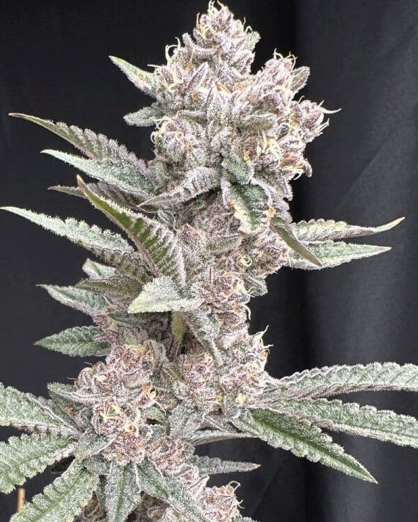 Funk in Da Trunk Feminized Seeds